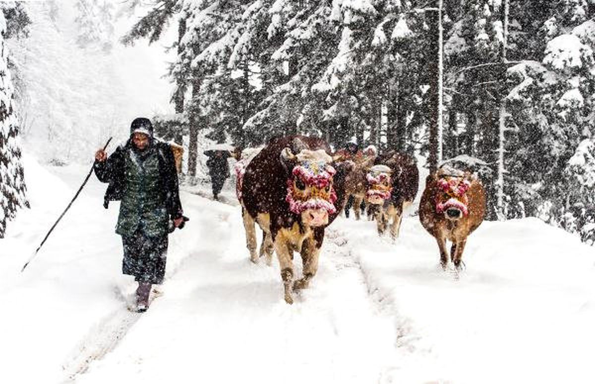 Doğu Karadeniz\'de Kar Etkisini Gösterdi