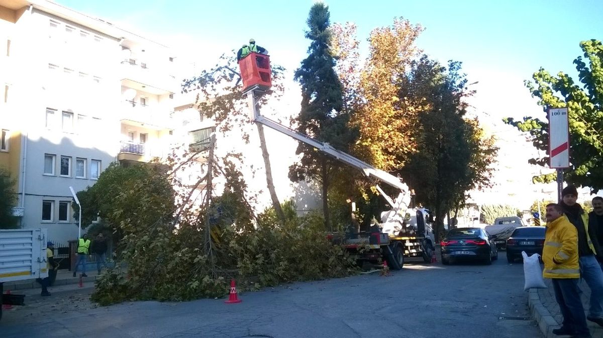 Efeler\'de Ağaçlar Bakıma Alındı