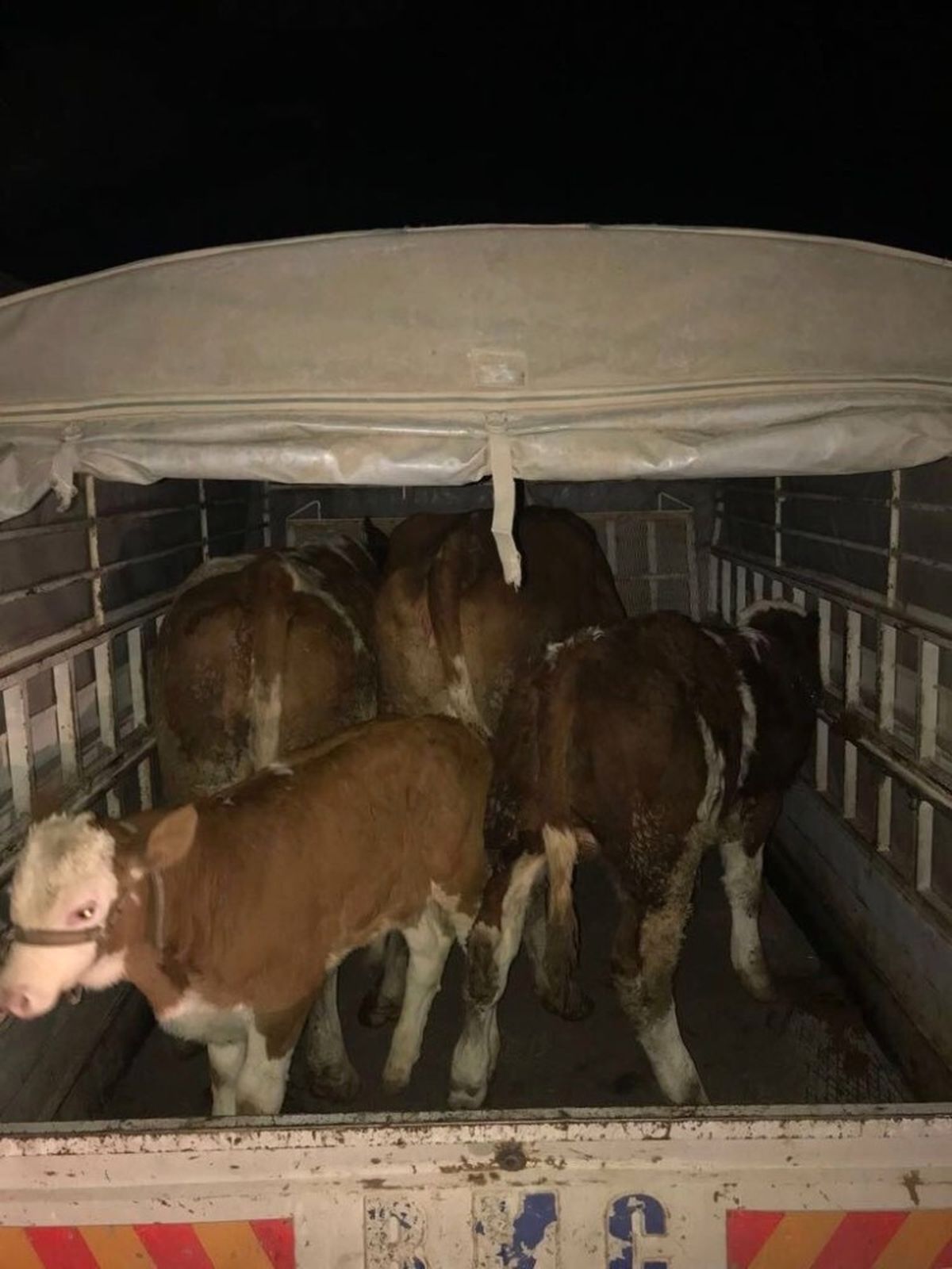 Elazığ\'da Hayvan Hırsızları Yakalandı