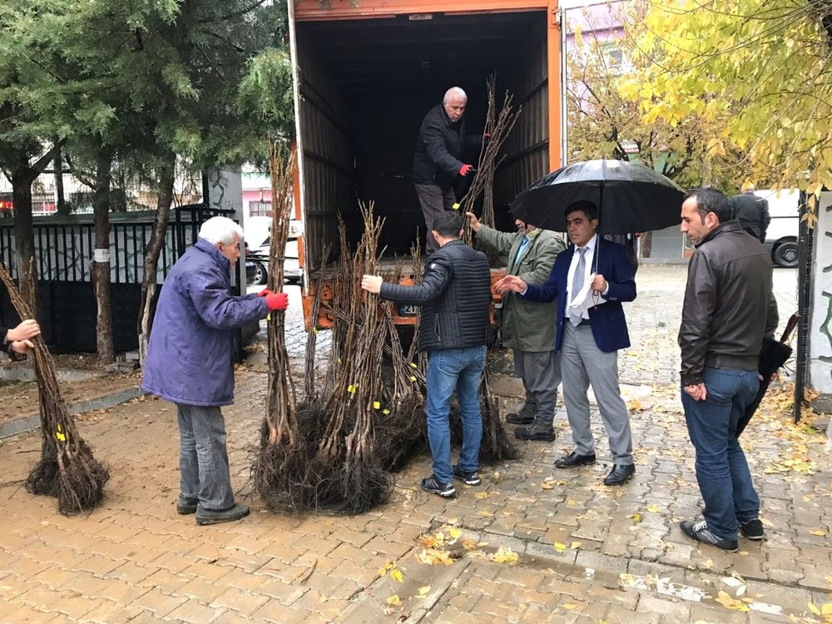 Hani\'de 50 Çiftçiye 5 Bin Adet Ceviz Fidanı Dağıtıldı