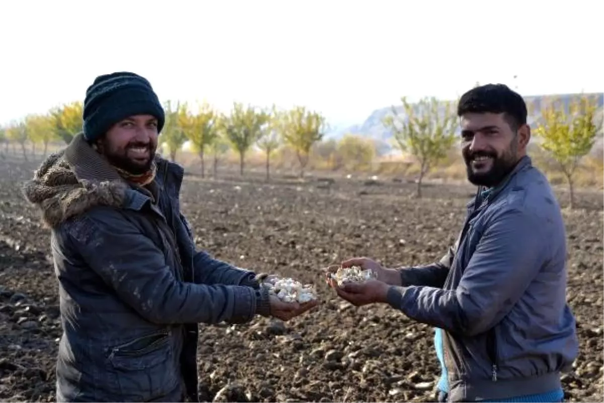 İngiltere\'den Dönen Bilgisayar Mühendisi Sarımsak Ekimine Başladı