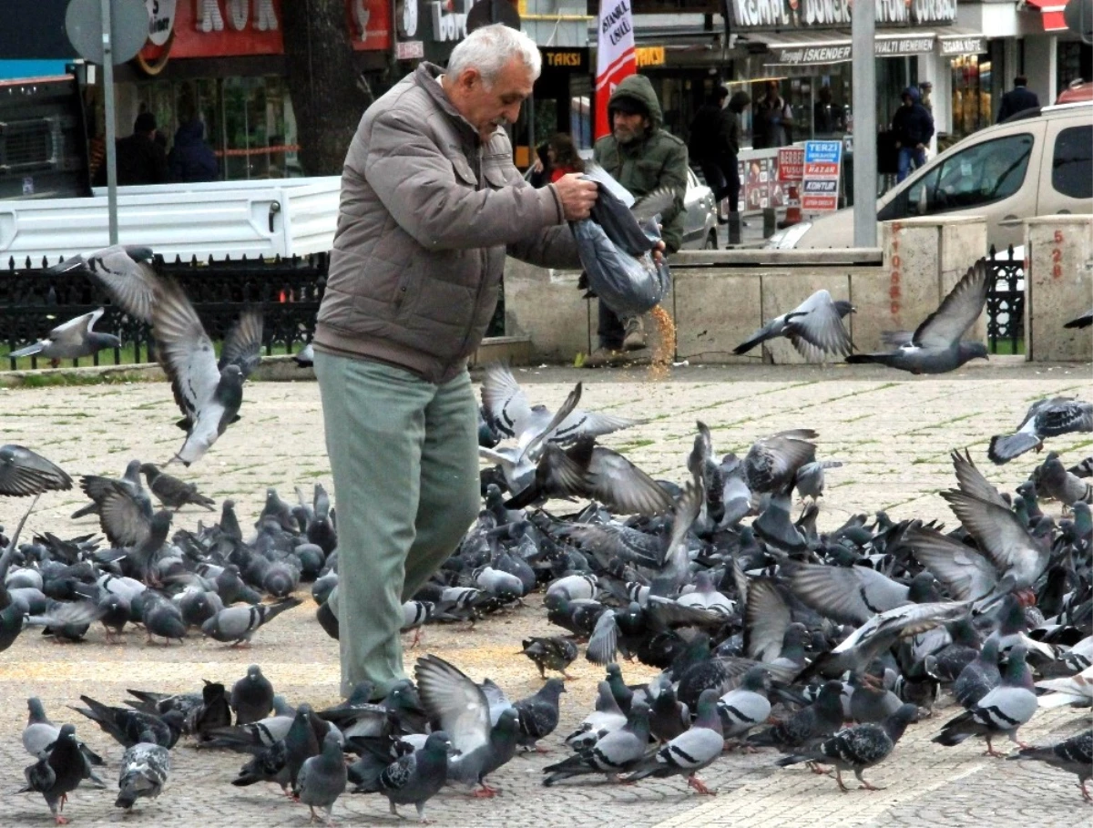 Sokak Güvercinlerini Her Gün Besliyor