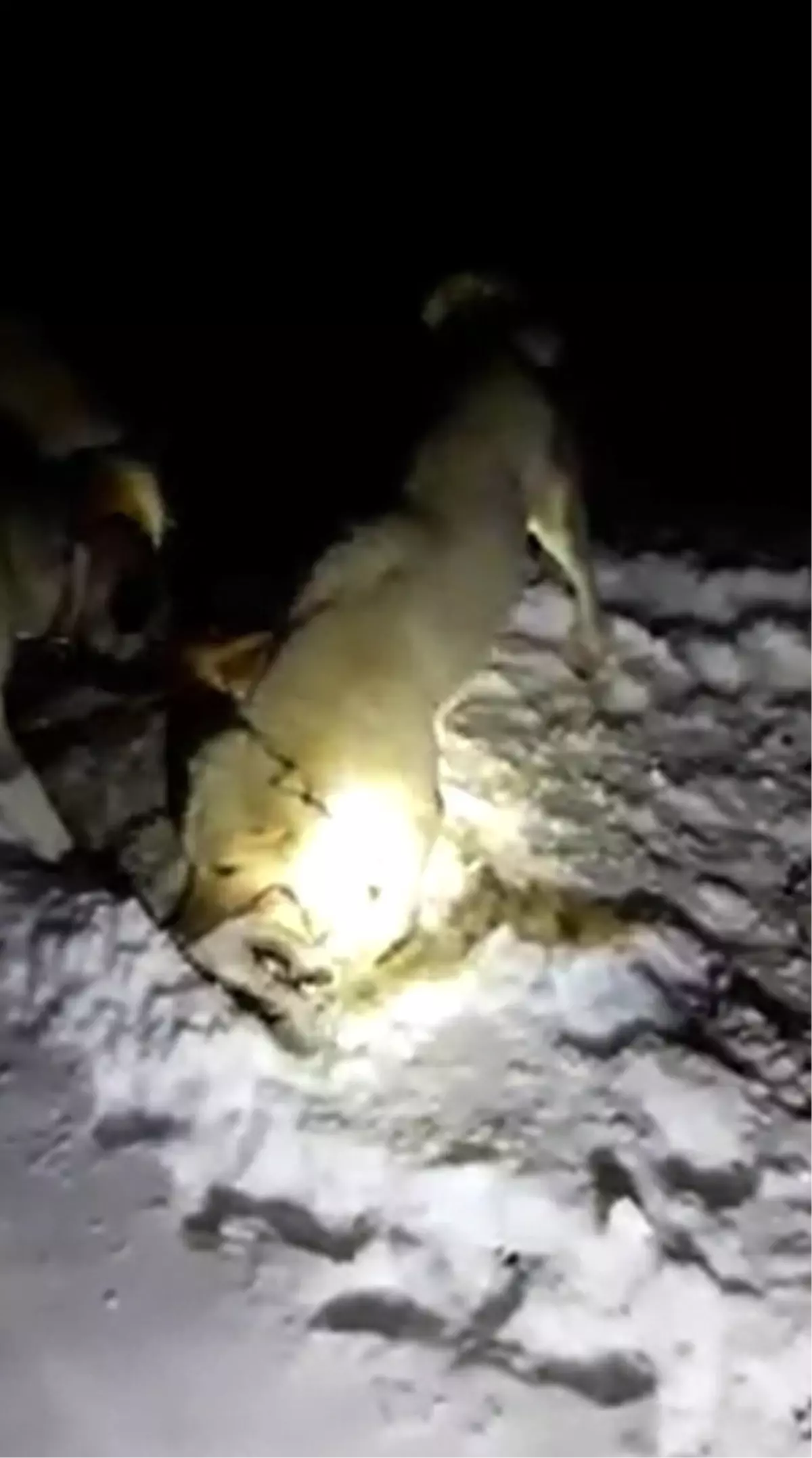 Sürüye Saldıran Kurdu, Kangal Köpekleri Boğdu