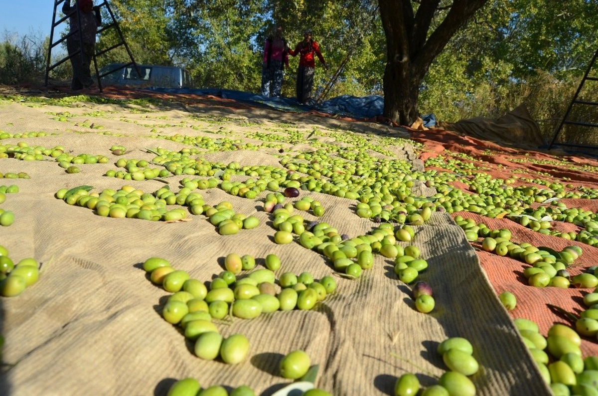 Türk Zeytin ve Zeytinyağı Sektörü Gözünü Ortadoğu\'ya Dikti