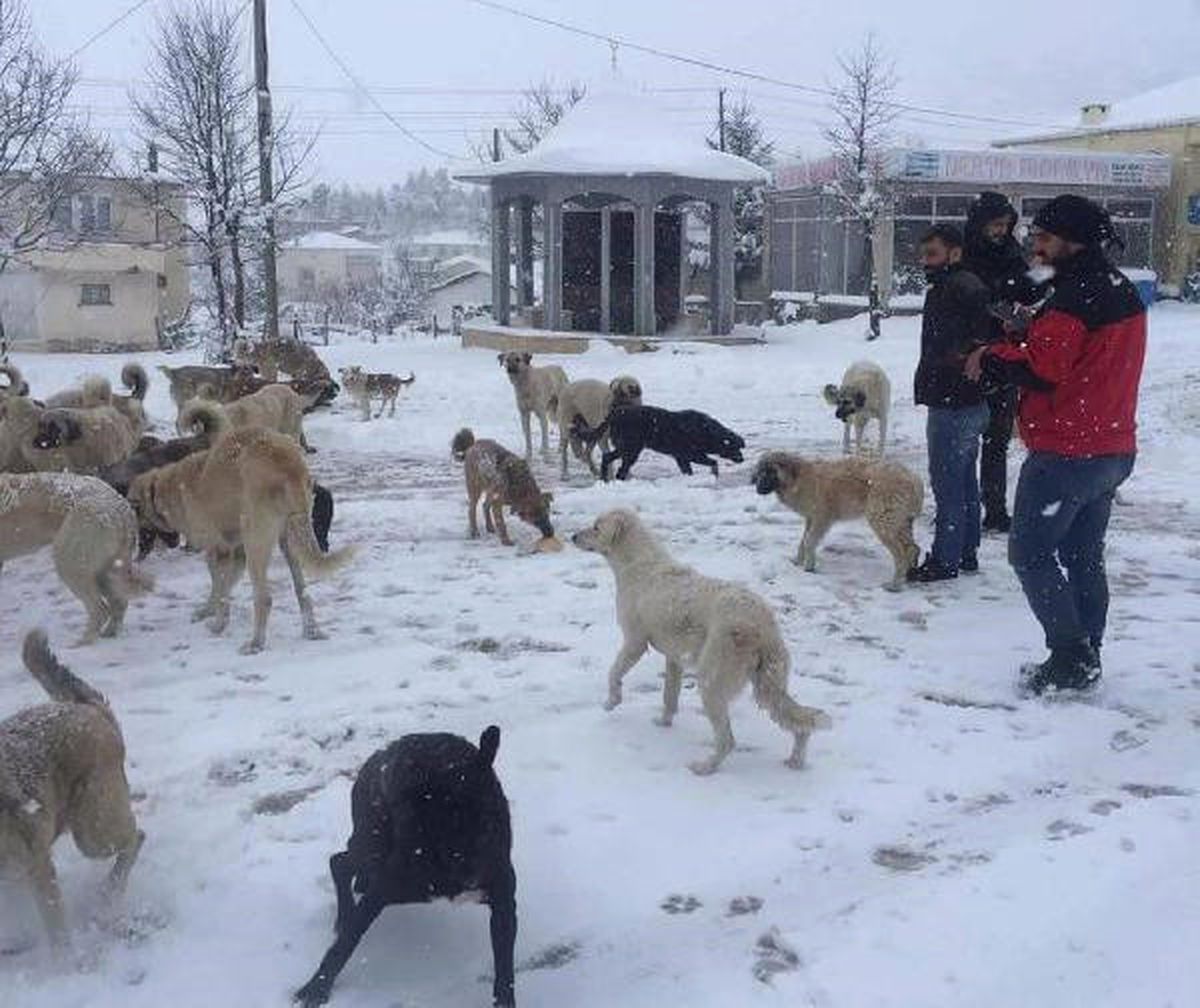 2 Bin Rakımlı Yaylada Aç Kalan Köpekleri Zabıta Besledi