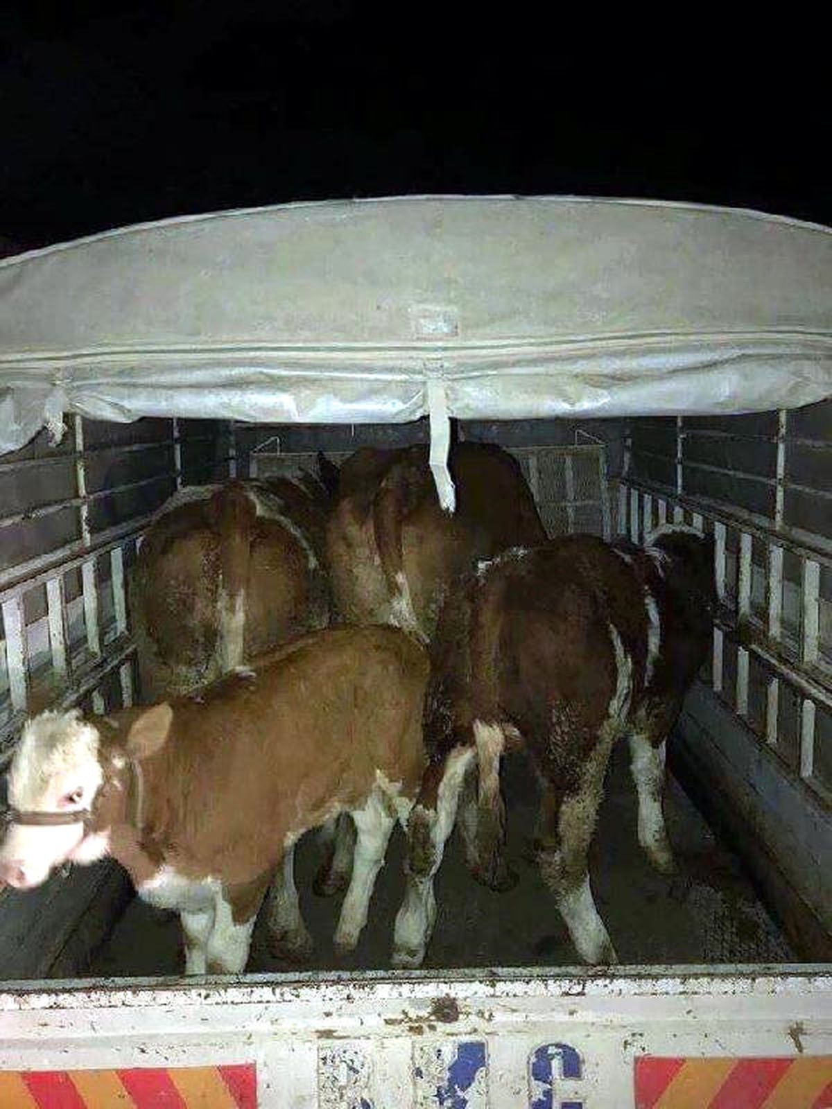 Tunceli\'de Çaldıkları 4 Büyükbaş Hayvanla, Elazığ\'da Yakalandılar