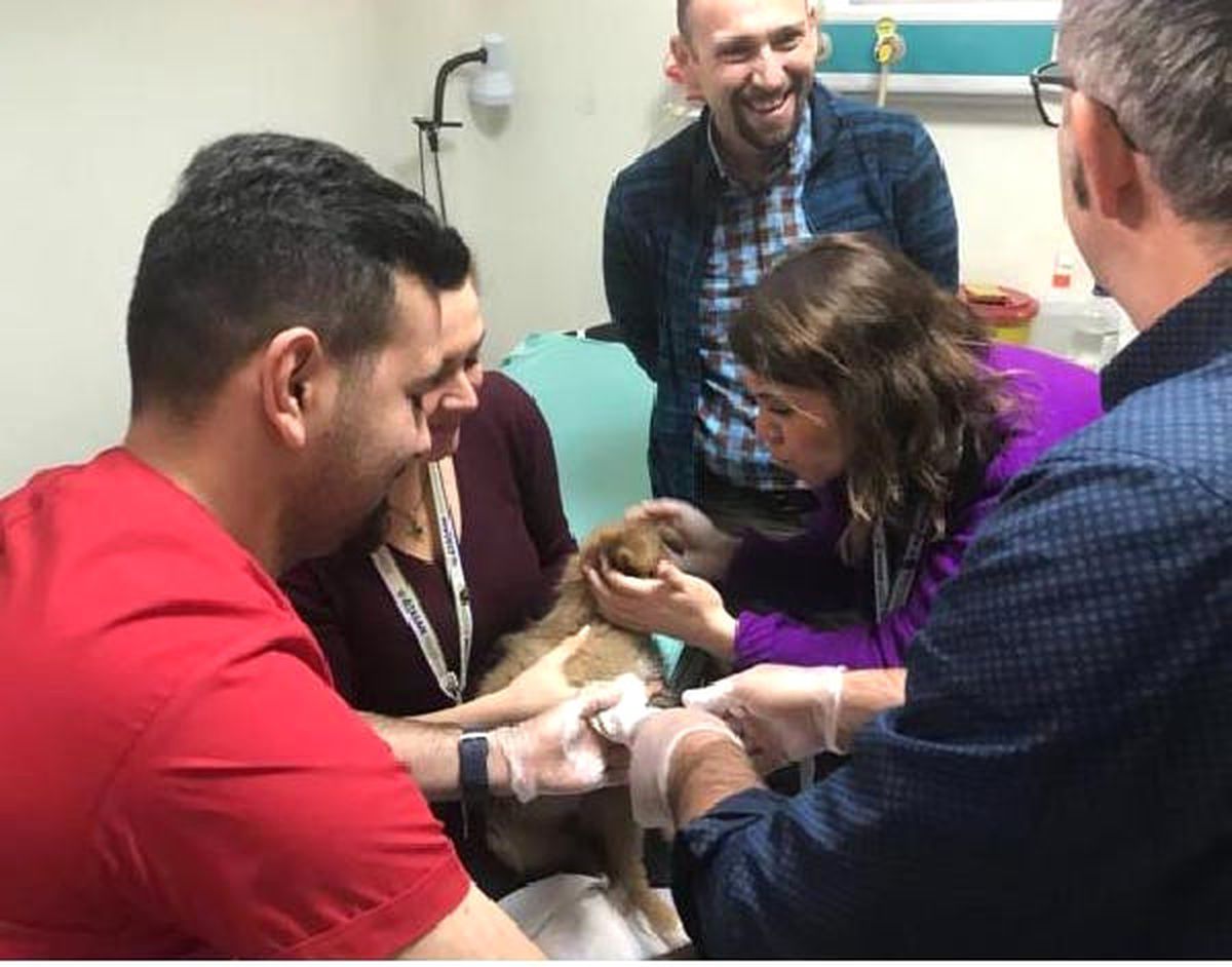 Yavru Köpeğe Çarpan Sürücü Kaçtı, Hastane Çalışanları Tedavisini Yaptı