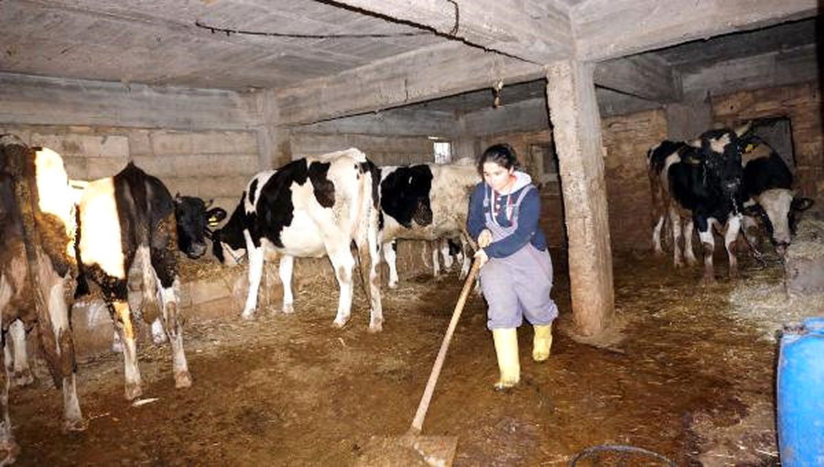 Atama Bekleyen Selin Öğretmen, Hayvancılığa Başladı