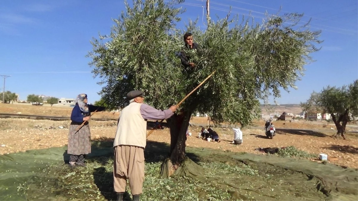 Kilis\'te Zeytin Hasadı Sürüyor