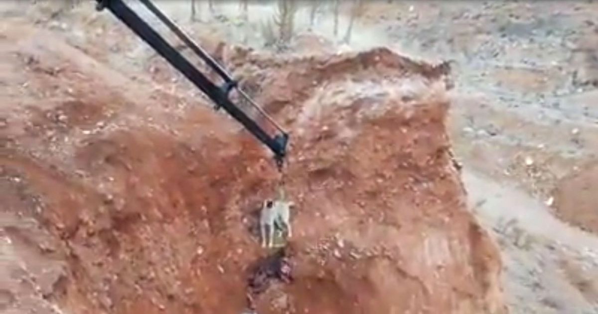 Maden İşçileri Çukurda Mahsur Kalan Köpeği Kurtardı