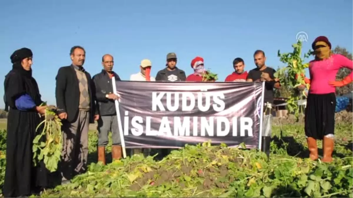 Turp İşçileri Tarlada "Kudüs İslamındır" Pankartı Açtı