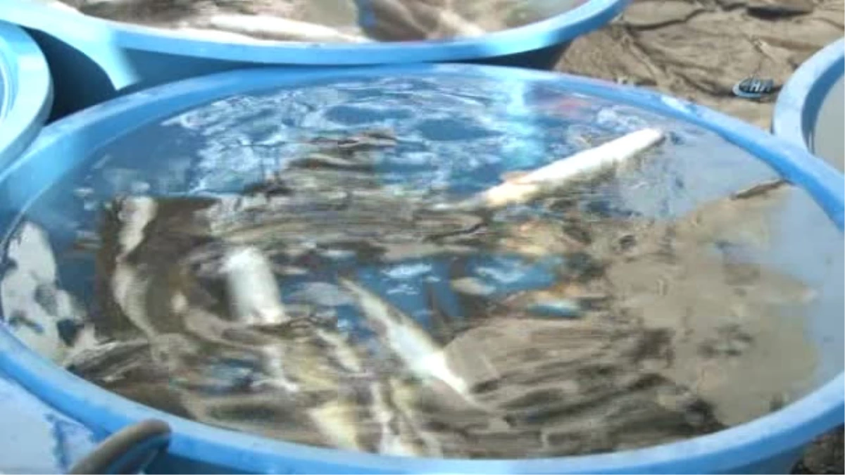 Dicle\'de \'İstilacı\' İsrail Sazanları Balıkların Neslini Tüketiyor