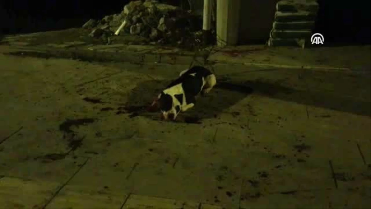 Kavgada Köpek ve Sahibi Bıçaklandı