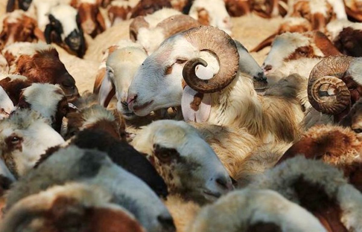 Koyun Keçi Yetiştiricilerine Destek Başvurusu İçin İkinci Şans