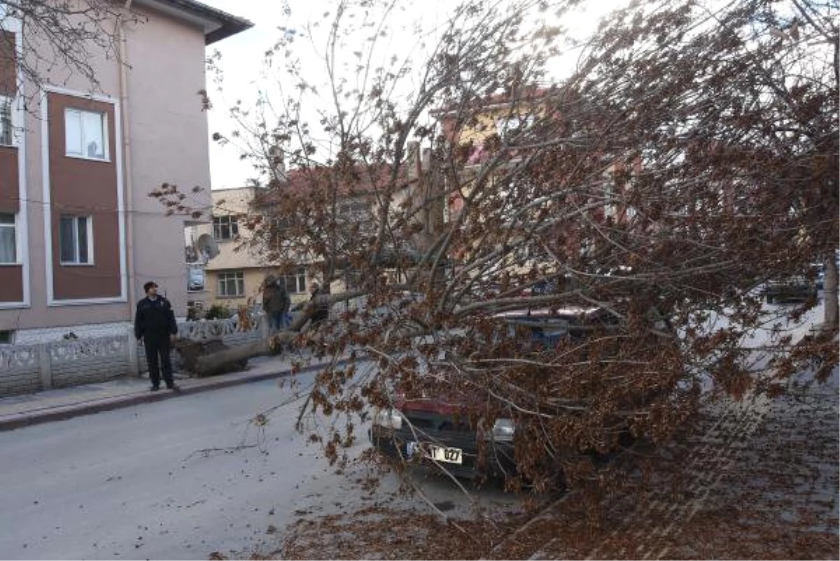 Kütahya\'da Rüzgarın Kökünden Söktüğü Ağaç, Otomobilin Üzerine Düştü