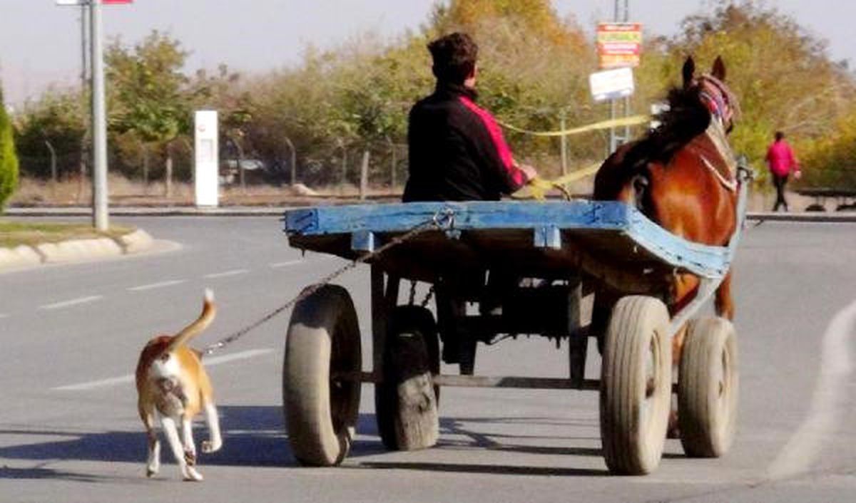 At Arabasıyla Köpeğe Eziyet