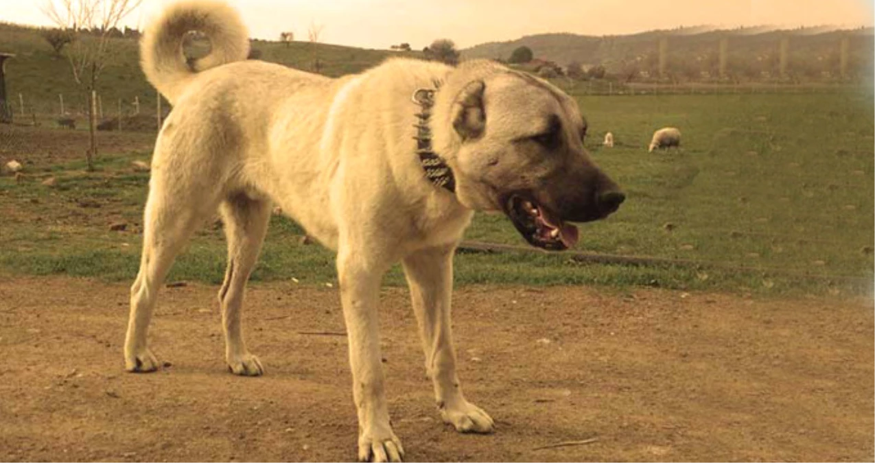 Erzincan\'da Kangal Köpeği Annesi Ölen Yavru Kediyi Emziriyor