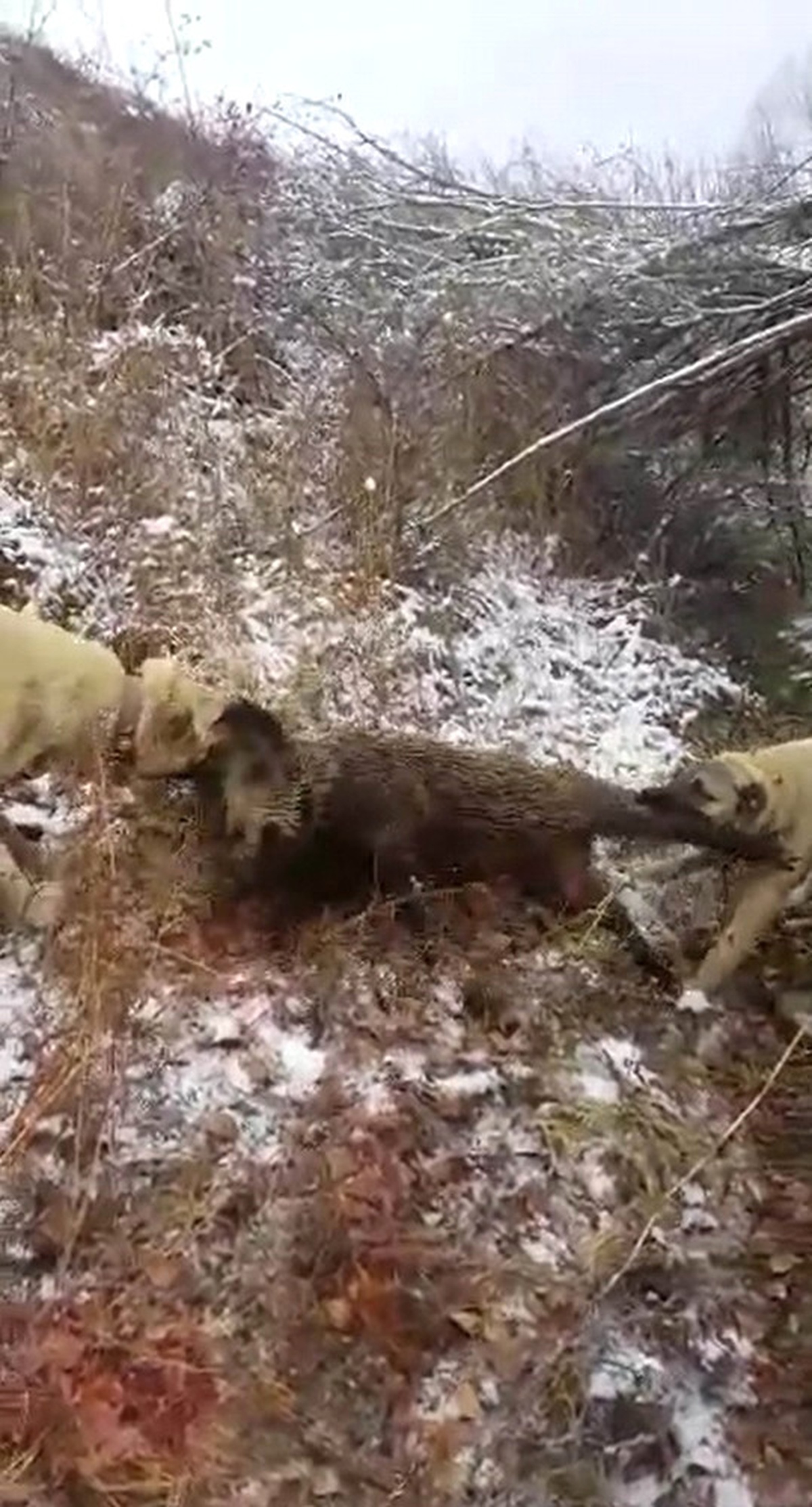 Sürüye Saldıran Yaban Domuzunu Kangal Köpekleri Telef Etti