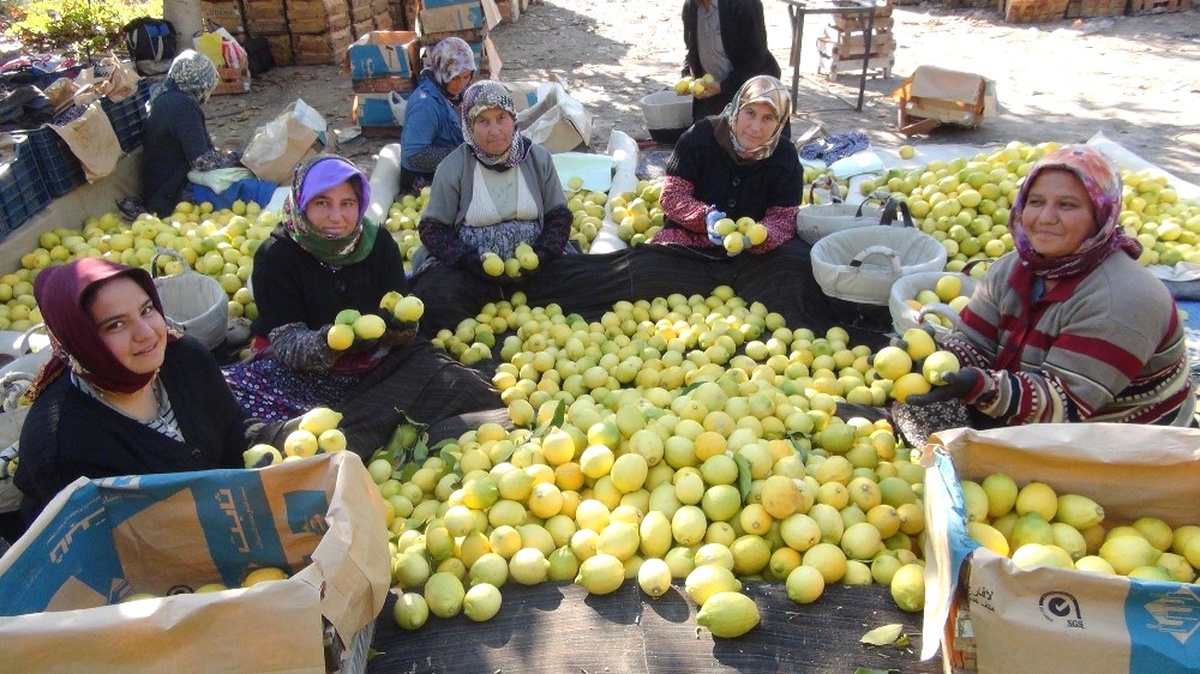 Yatağa\' Alınan Limon Üreticisine Daha Fazla Kazandırıyor