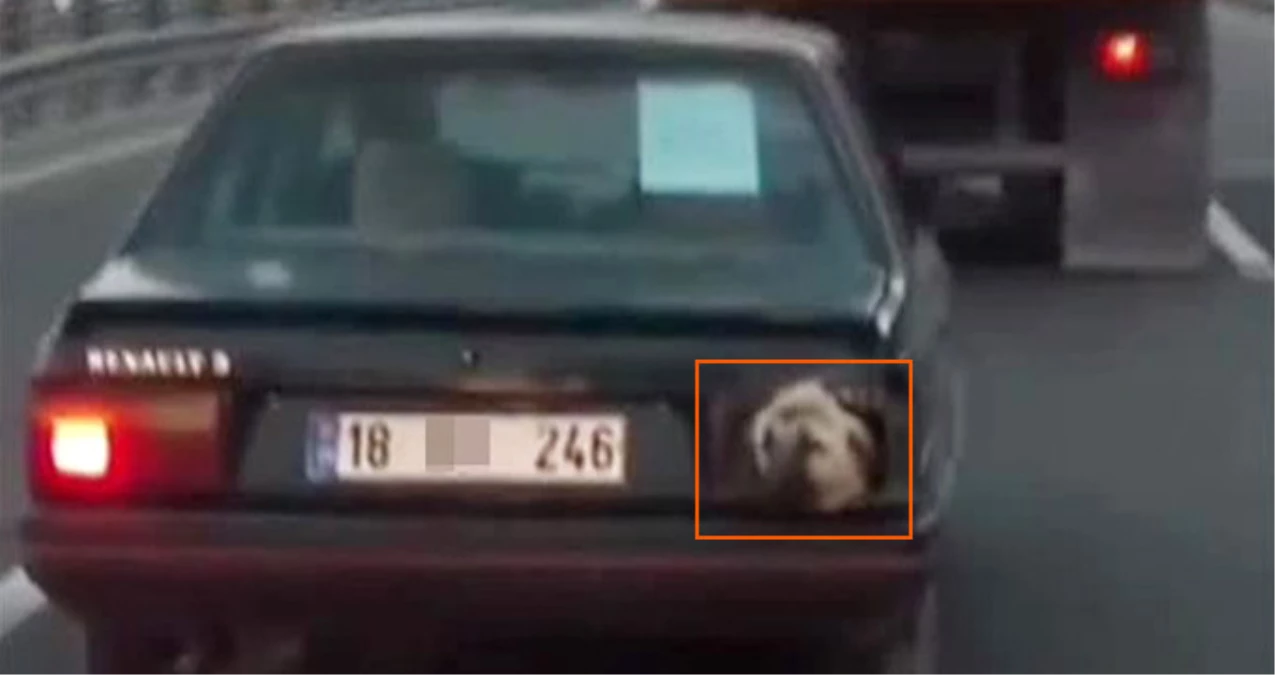 Başkent\'te Stop Lambası Yerine Köpek Kafasını Görenler Hayrete Düştü