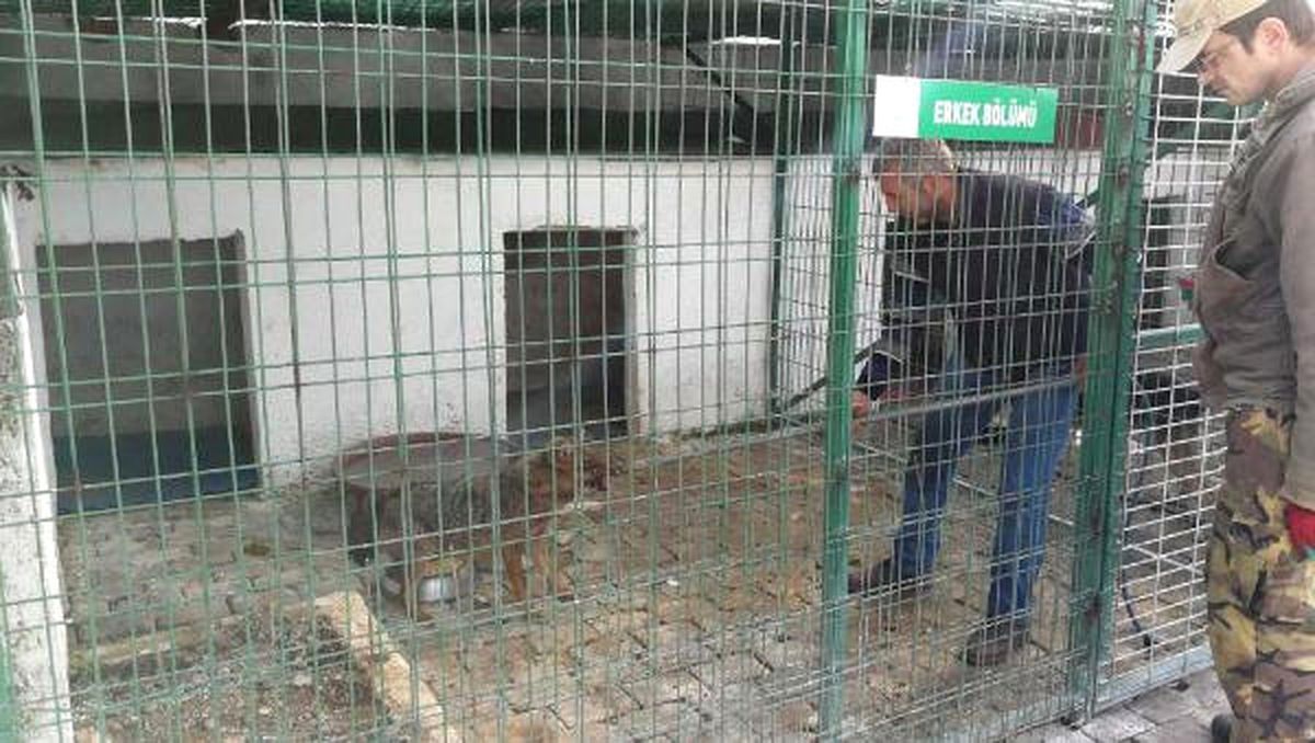 Düştükleri Göletten Kurtarılan 3 Çakal Tedavi Edilip Doğal Ortama Bırakılacak