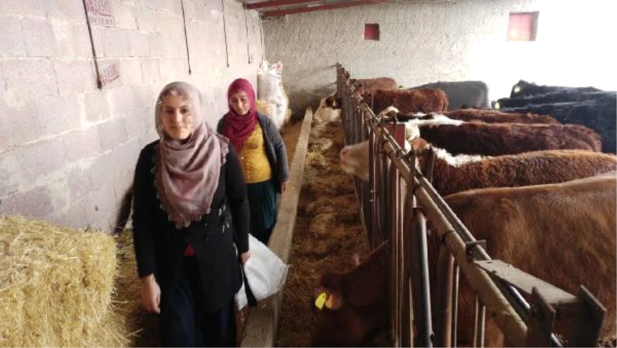 Girişimci Eltiler Besi Çiftliği Kurdu