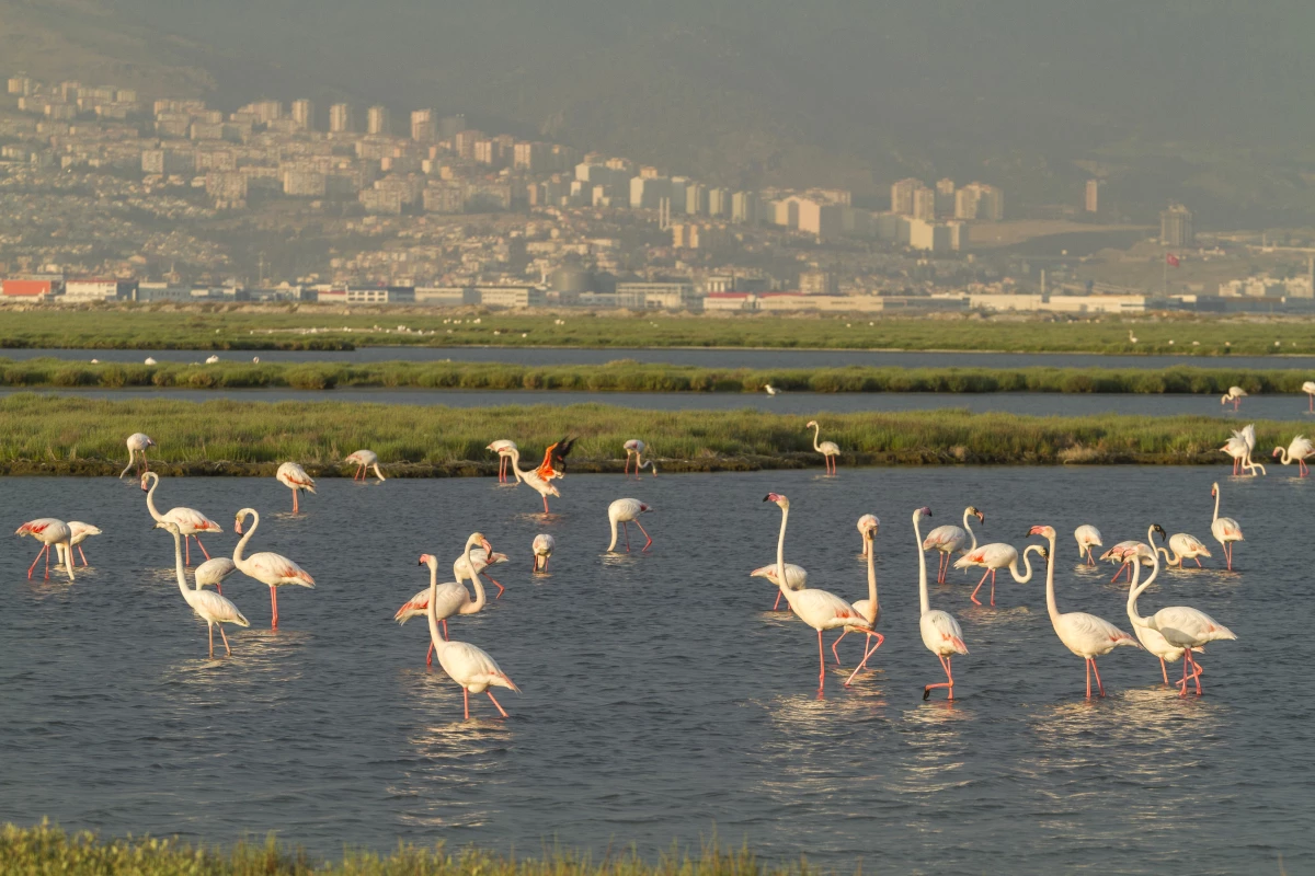 İzmir\'in Gediz Deltası, UNESCO Dünya Doğa Mirası