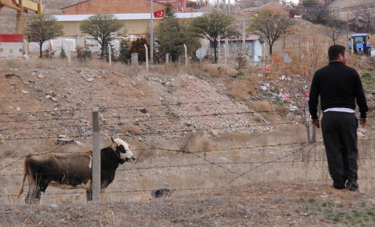 Kaçan Boğa 4 Saatte Yakalandı