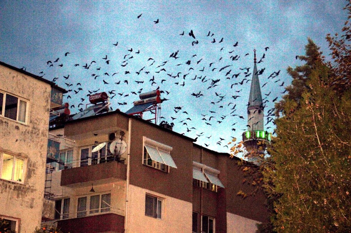 Kargaların Akşam Dansı