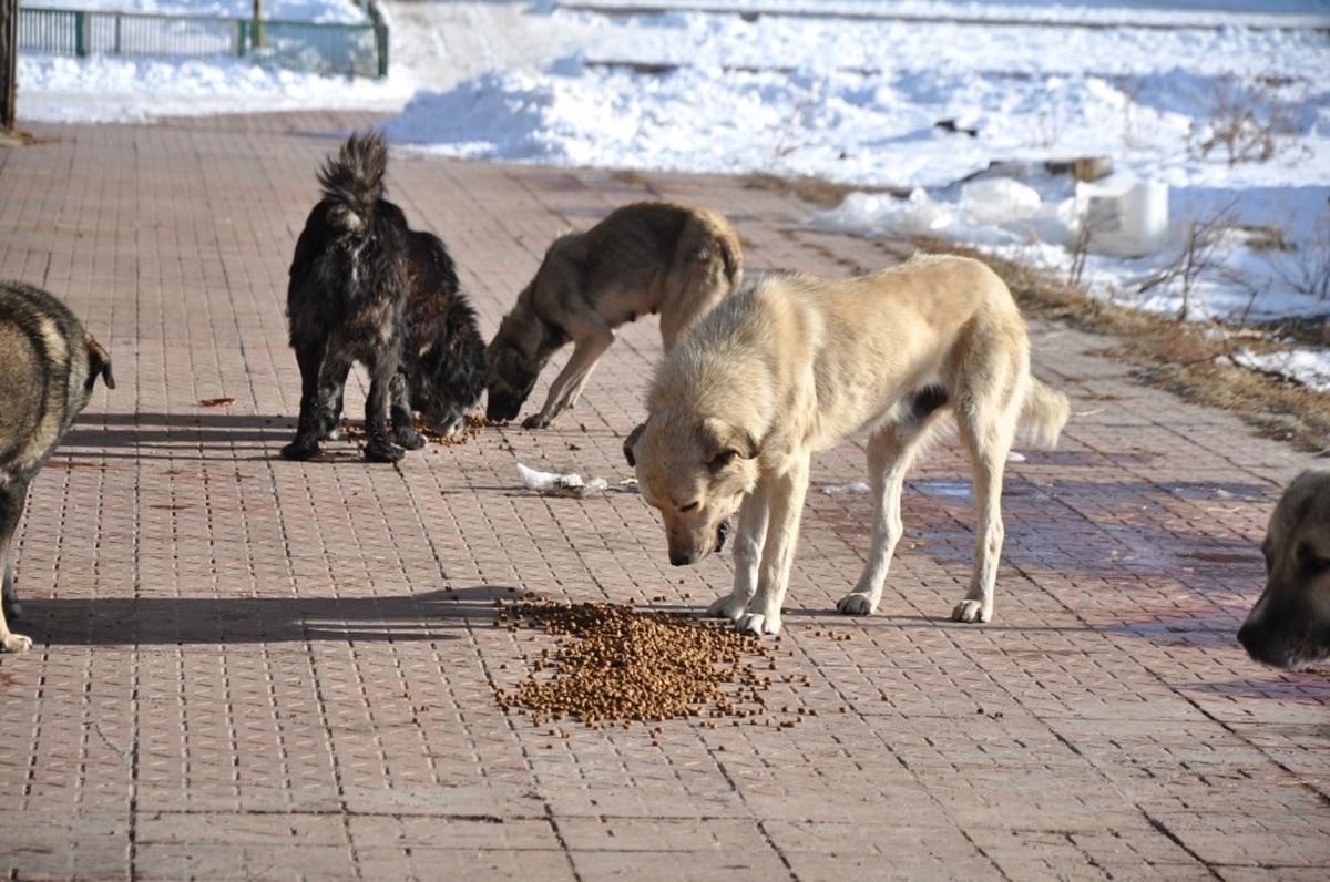 Kaü İnovatif Gençlik Kulübü Öğrencileri Sokak Köpeklerini Doyurdu