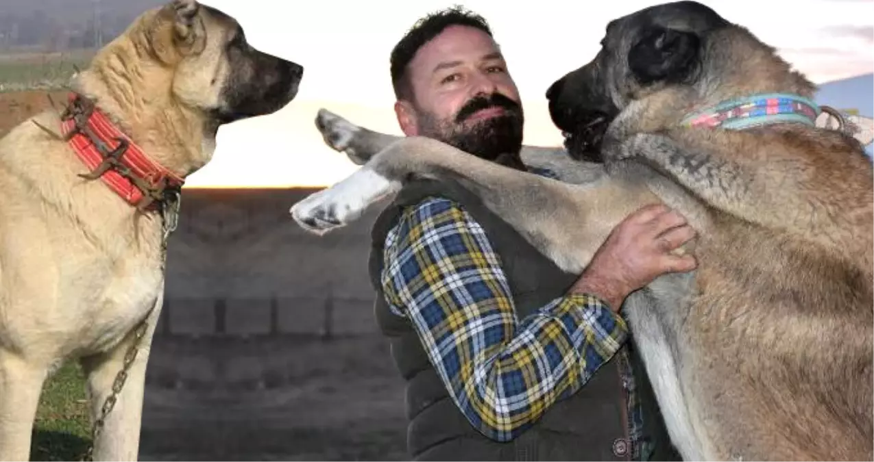 Sivas Kangalı İngiltere\'nin Gündeminde! \'Aslan Köpekleri\' Olarak Tanımladılar