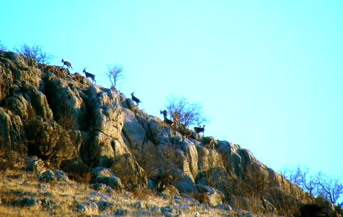 Adıyaman\'da Yaban Keçilerinin Envanteri Çıkartıldı