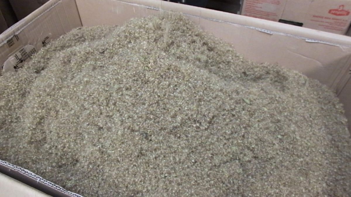 Burhaniye Stevia Üretim Merkezi Oldu