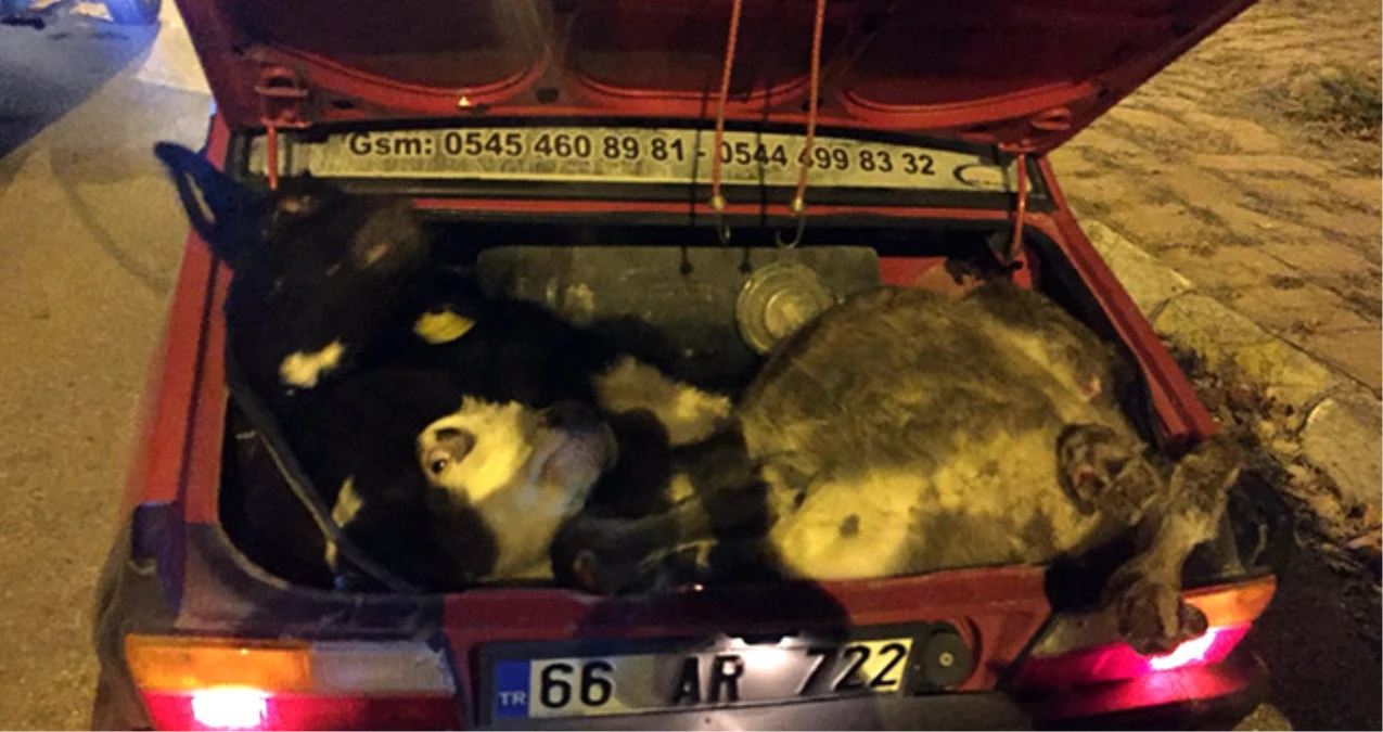 Hırsızlar, Otomobile Sığdırmak İçin Çaldıkları 4 Büyükbaş Hayvanın Ayaklarını Kırdı