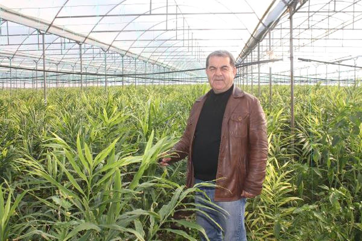 İlk Yerli Zencefil Gazipaşa\'da Üretildi