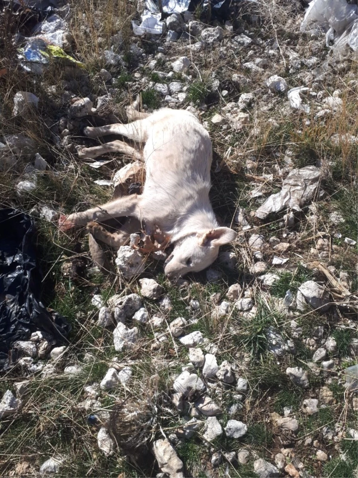 Karaman\'da Kedi ve Köpek Ölümleri