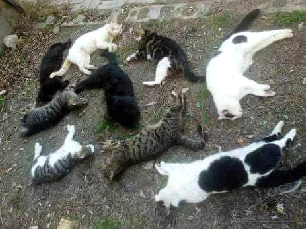 Karaman\'da Kedi ve Köpek Ölümlerine Tepki
