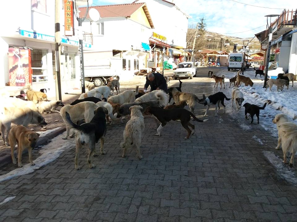 Yayladaki Aç Köpeklere Sahip Çıkıyorlar