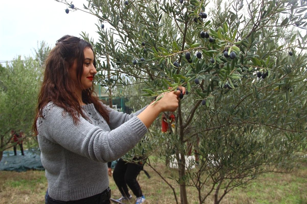 Zeytinin Okumuş Hali