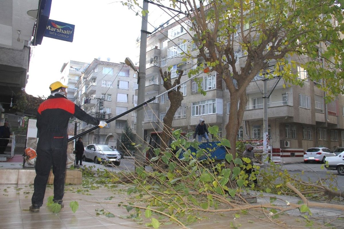 Bağlar\'da Ağaçların Budama ve Bakımı Yapılıyor