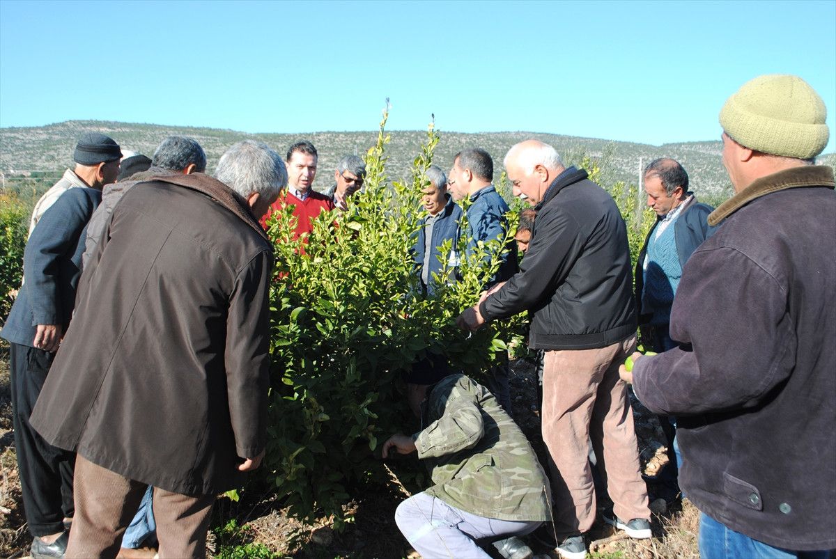 Silifke\'de Budama Kursu