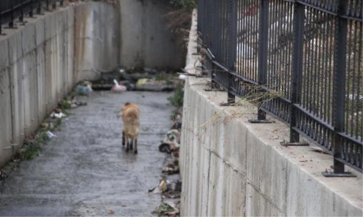 Su Kanalına Düşen Köpeği Belediye Çalışanları Kurtardı