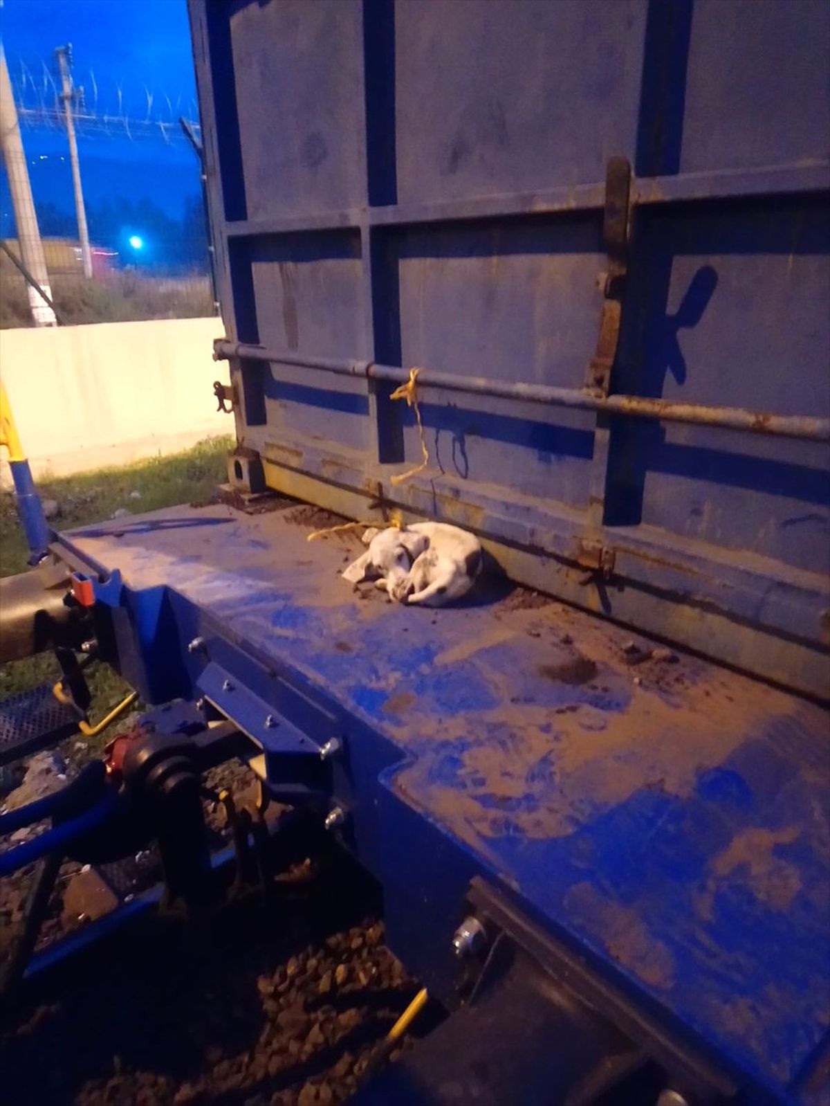 Vagon Üzerinde Konteynere Bağlı Köpek Bulundu