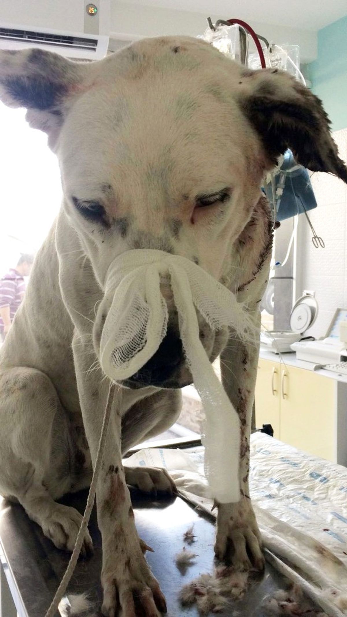 Yaralı Köpeğin Röntgen Filmini Görenler Şok Oldu