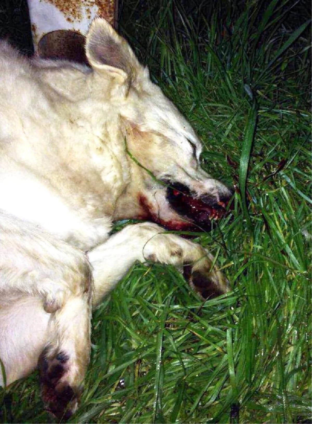 Bodrum\'da Bir Köpek Daha Öldürüldü