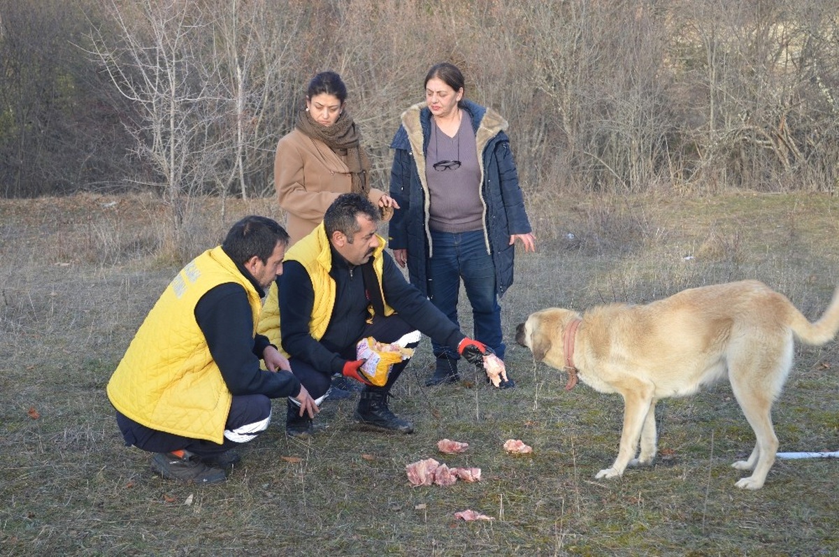 Enkazdan Ayrılmayan Çoban Köpeklerine Yemek Verildi