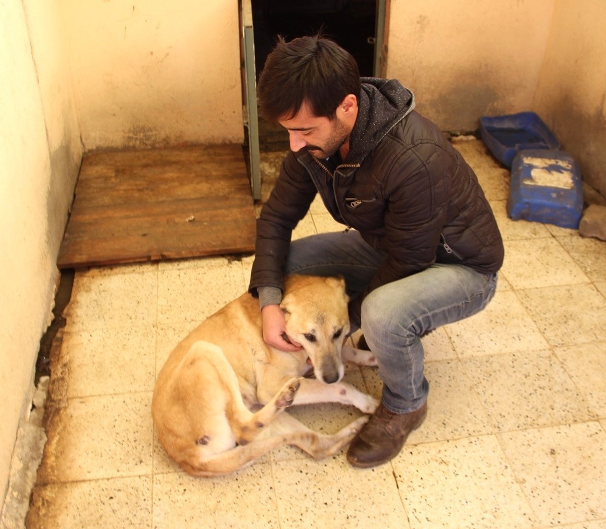 Kalçasında Tümör Olan Köpek Hayata Tutundu