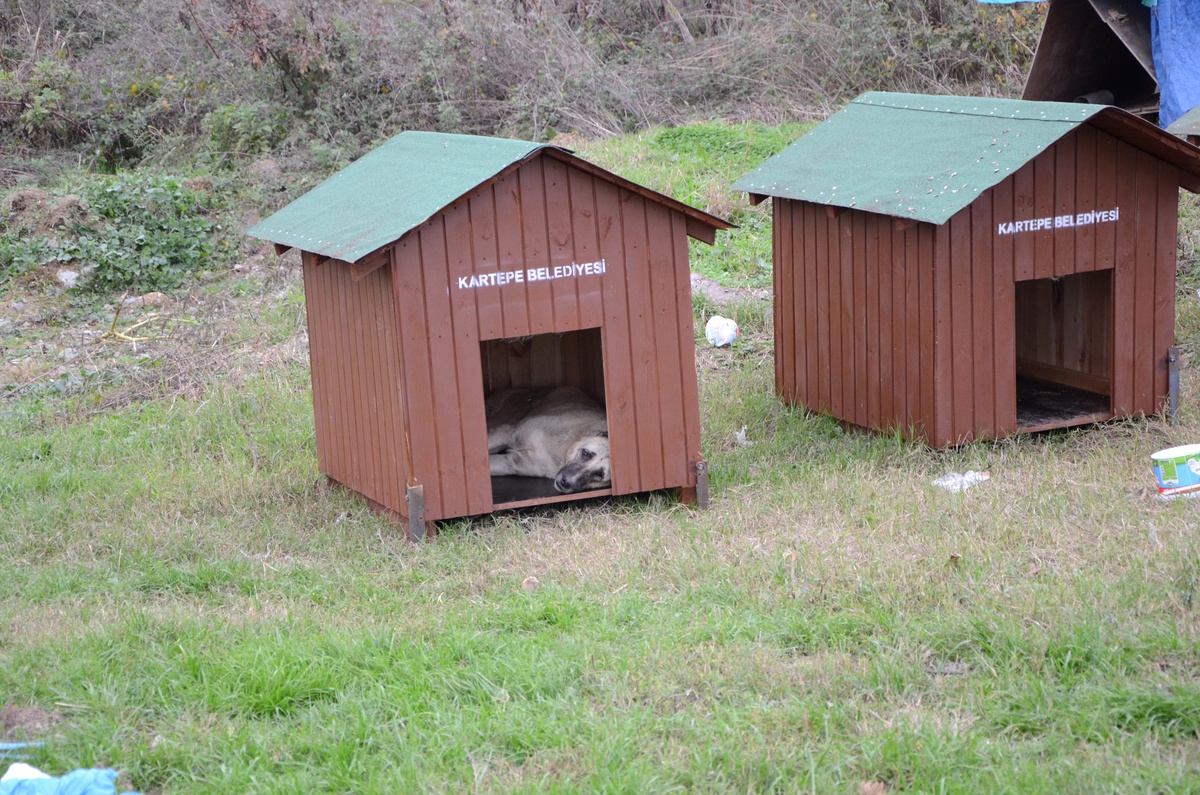 Kartepe\'de Sokak Hayvanlarını Besleme Noktaları Yenilendi