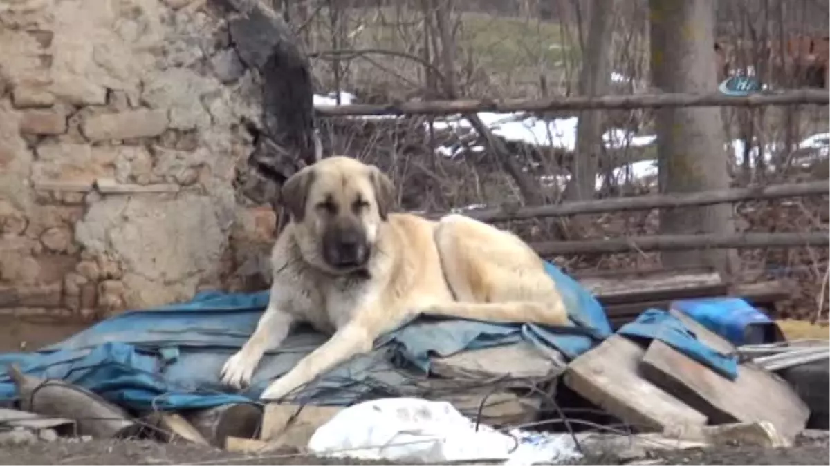 Kayıp 5 Kişilik Aileye Ait Çoban Köpekleri, Enkaz Alanından Ayrılmıyor