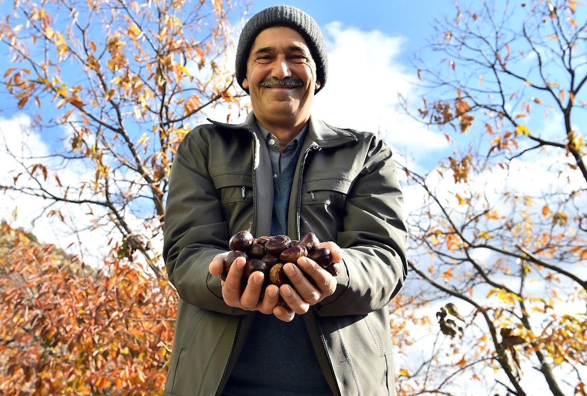 Kestane İçin "Kurtarma Operasyonu"